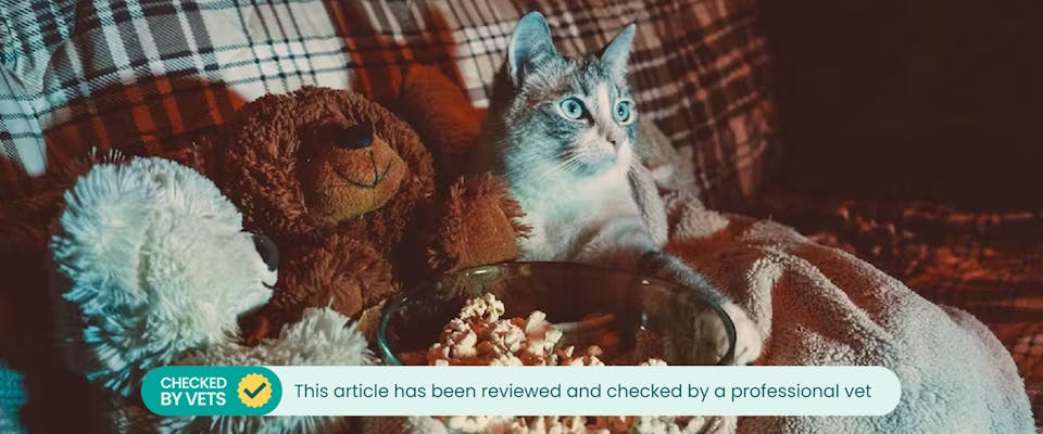 Free popcorn fat cats outlet